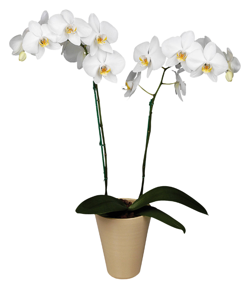 Орхидея Фаленопсис два ствола белая
