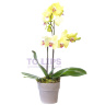 Орхидея Фаленопсис два ствола Жёлтая