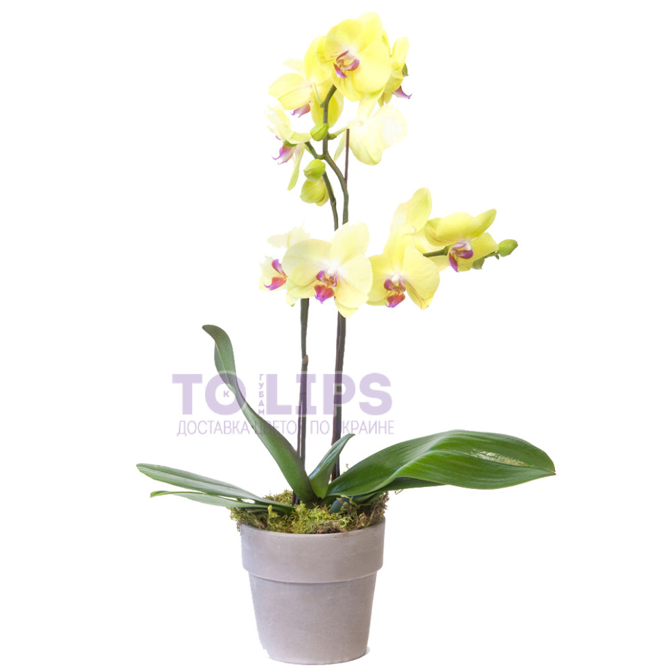 Орхидея Фаленопсис два ствола Жёлтая