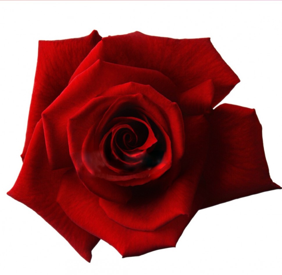 Роза красная